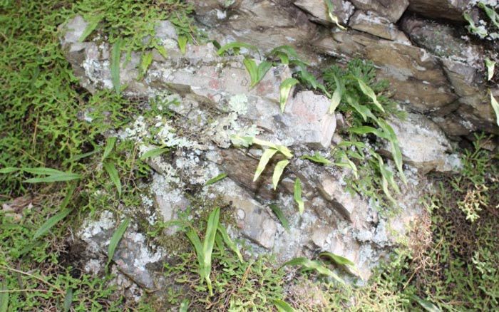 野生高品质肾精茶的价格